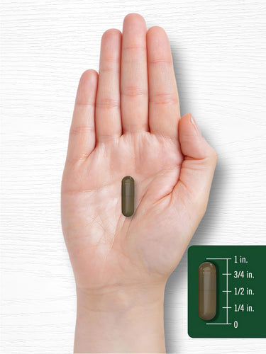 Carlyle Triphala 1500 mg capsule held in a hand, measuring roughly three-quarters of an inch long.