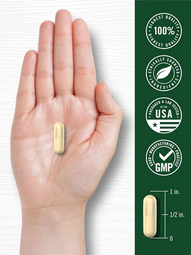 A pale yellow capsule rests in the palm of a hand, with a measurement scale indicating it is 1 inch long.