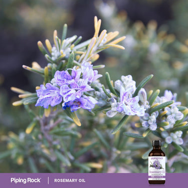 Lifestyle image of blooming rosemary flowers with a Piping Rock Rosemary Oil Pure Essential Oil bottle in the bottom right corner
