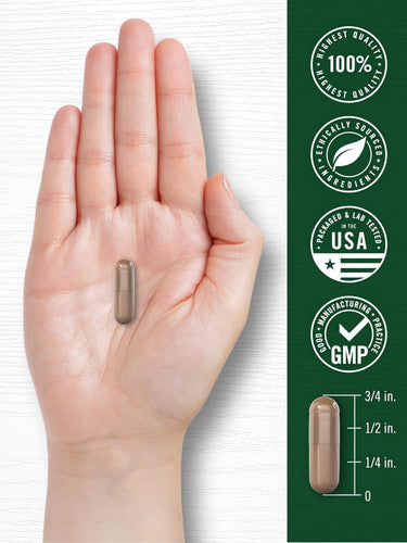 A brown capsule, measuring three-quarters of an inch, is held in a hand.
