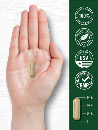 CL Asparagus 1600 mg capsule held in a hand, with a measurement showing it is 3/4 inch long.