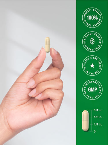 CL Marshmallow capsule held in a hand, measured against a ruler showing a length of 3/4 inch.