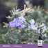 Lifestyle image of blooming rosemary flowers with a Piping Rock Rosemary Oil Pure Essential Oil bottle in the bottom right corner