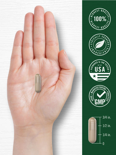 A light brown oblong capsule, measuring 3/4 inch long, held in a hand.