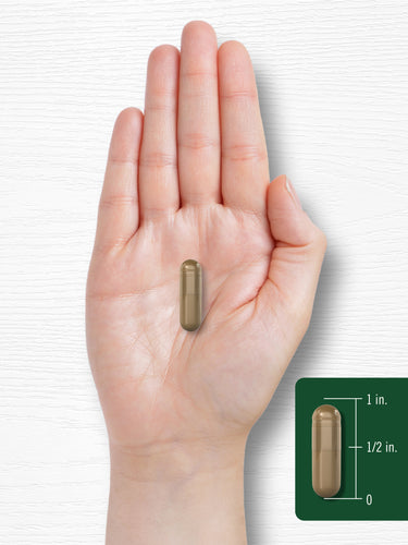 A translucent brownish-gold capsule, approximately 3/4 inch long, is held in an open hand.